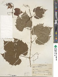 Vitis riparia image