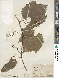 Vitis riparia image