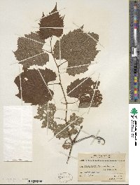 Vitis riparia image