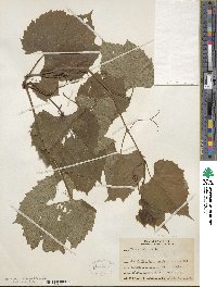 Vitis riparia image