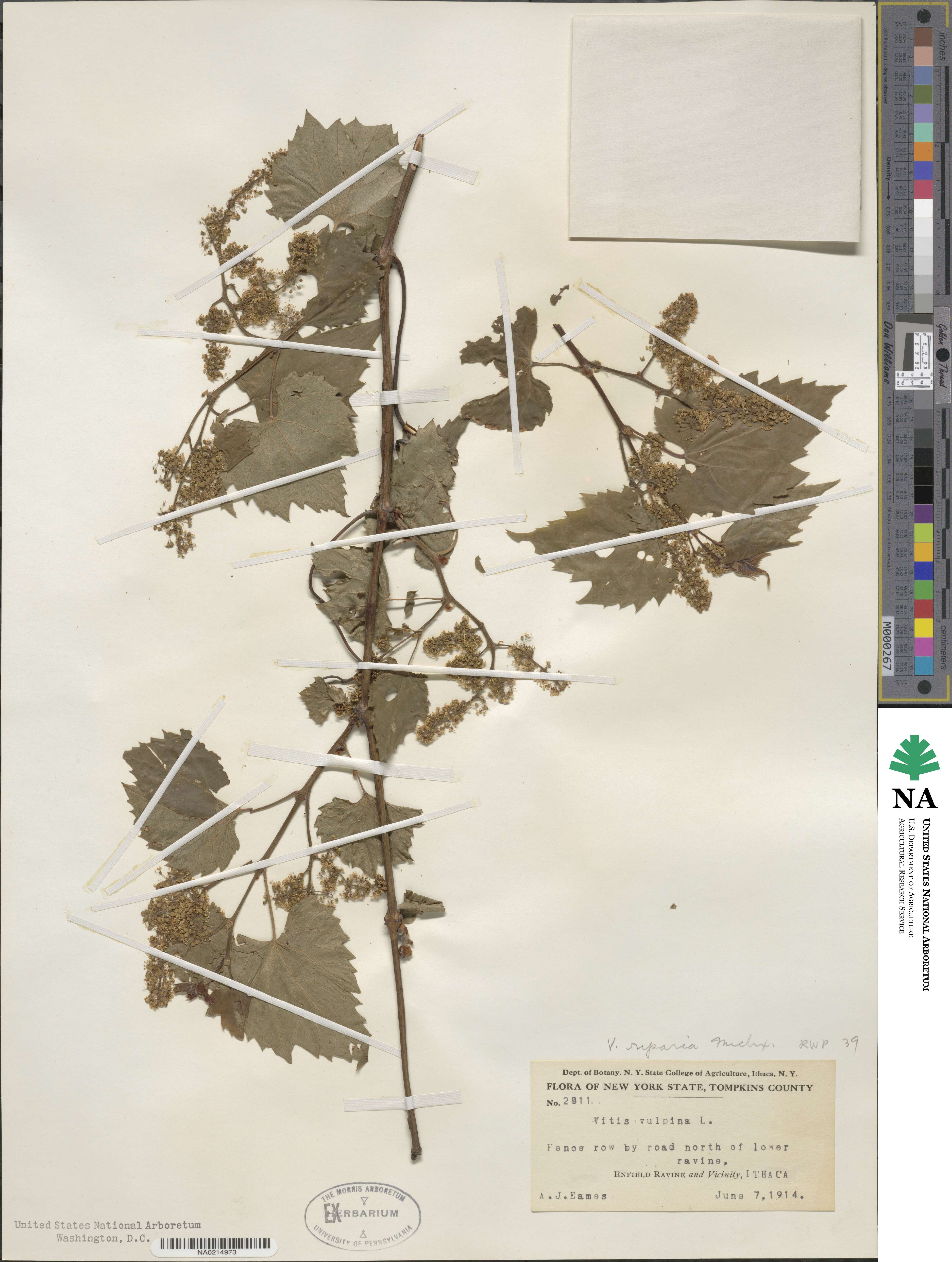 Vitis riparia image