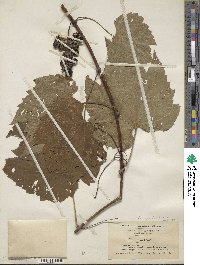 Vitis riparia image