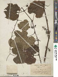 Vitis riparia image