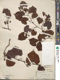 Vitis rotundifolia image