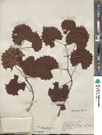 Vitis rotundifolia image