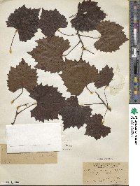 Vitis rotundifolia image