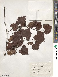 Vitis rotundifolia image