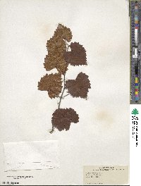 Vitis rotundifolia image