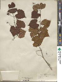 Vitis rotundifolia image