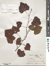 Vitis rotundifolia image