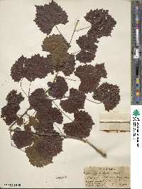 Vitis rotundifolia image