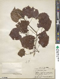 Vitis rotundifolia image