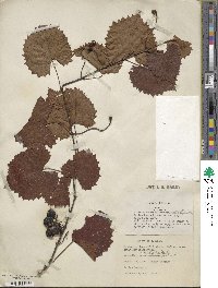 Vitis rotundifolia image