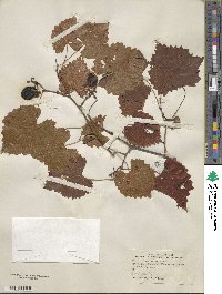 Vitis rotundifolia image