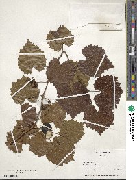 Vitis rotundifolia image