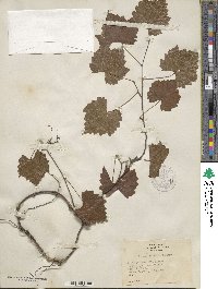 Vitis rotundifolia image