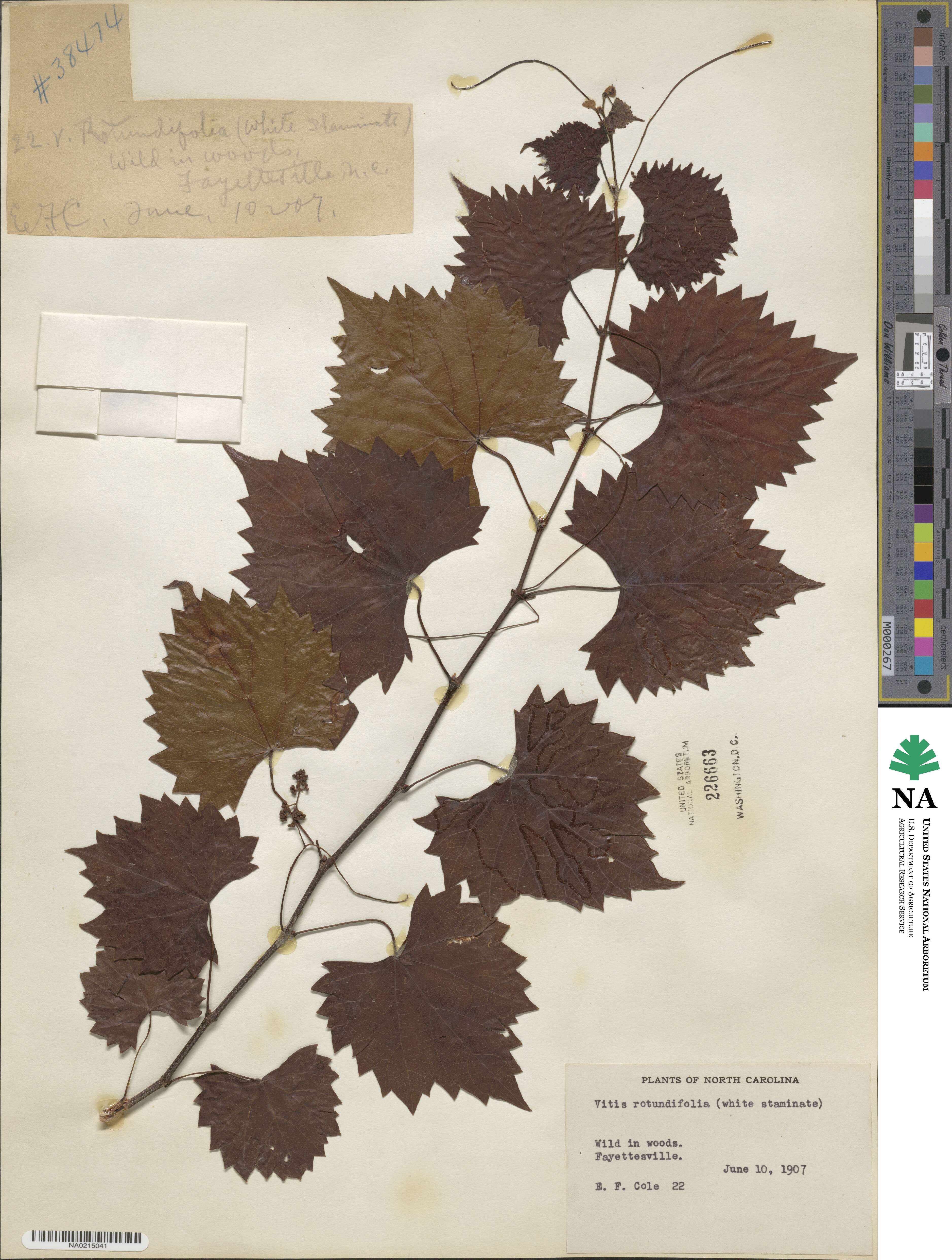 Vitis rotundifolia image