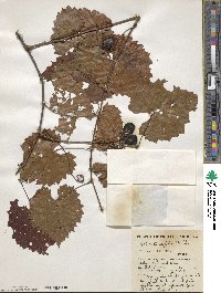 Vitis rotundifolia image