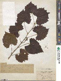 Vitis rotundifolia image