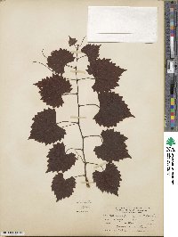 Vitis rotundifolia image