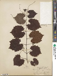 Vitis rotundifolia image