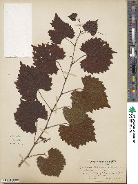 Vitis rotundifolia image