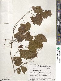 Vitis rotundifolia image