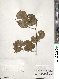 Vitis rotundifolia image