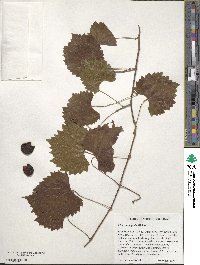 Vitis rotundifolia image