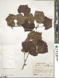 Vitis rotundifolia image