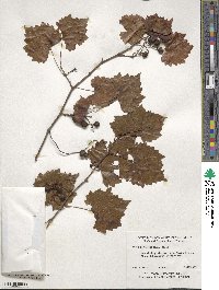 Vitis rotundifolia image