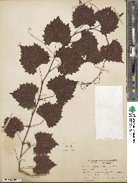 Vitis rotundifolia image