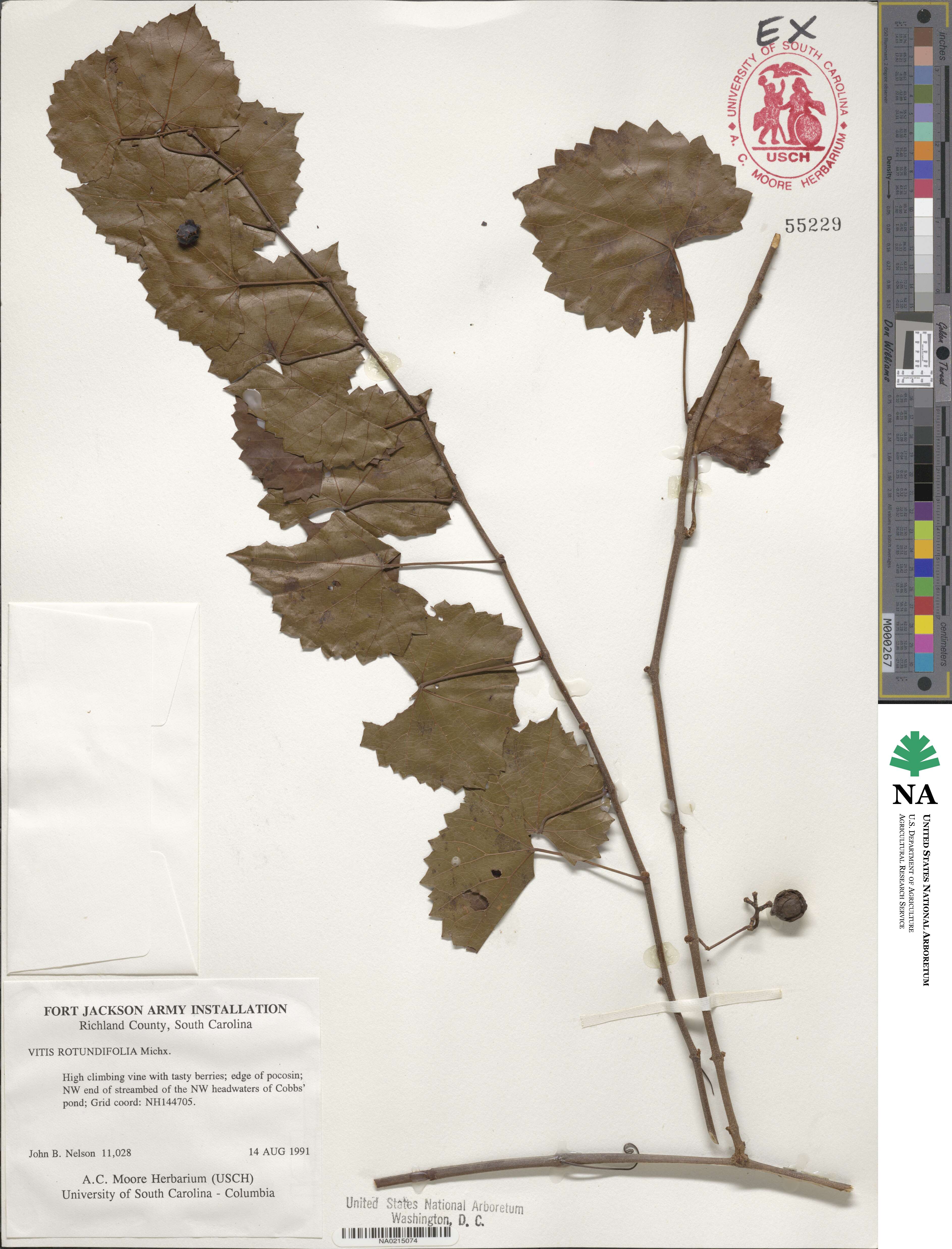 Vitis rotundifolia image