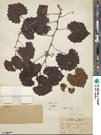 Vitis rotundifolia image