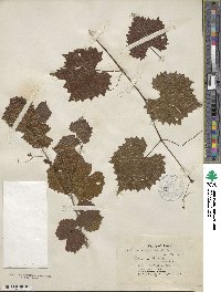 Vitis rotundifolia image