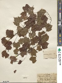 Vitis rotundifolia image