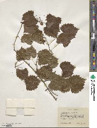 Vitis rotundifolia image