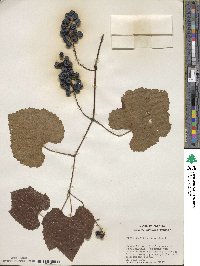 Vitis rufotomentosa image