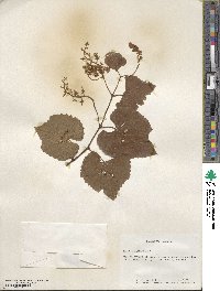 Vitis rufotomentosa image