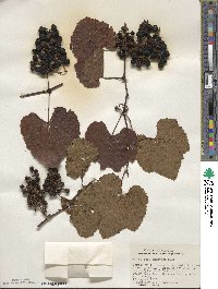 Vitis rufotomentosa image