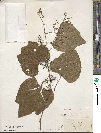 Vitis rufotomentosa image