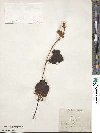 Vitis rufotomentosa image