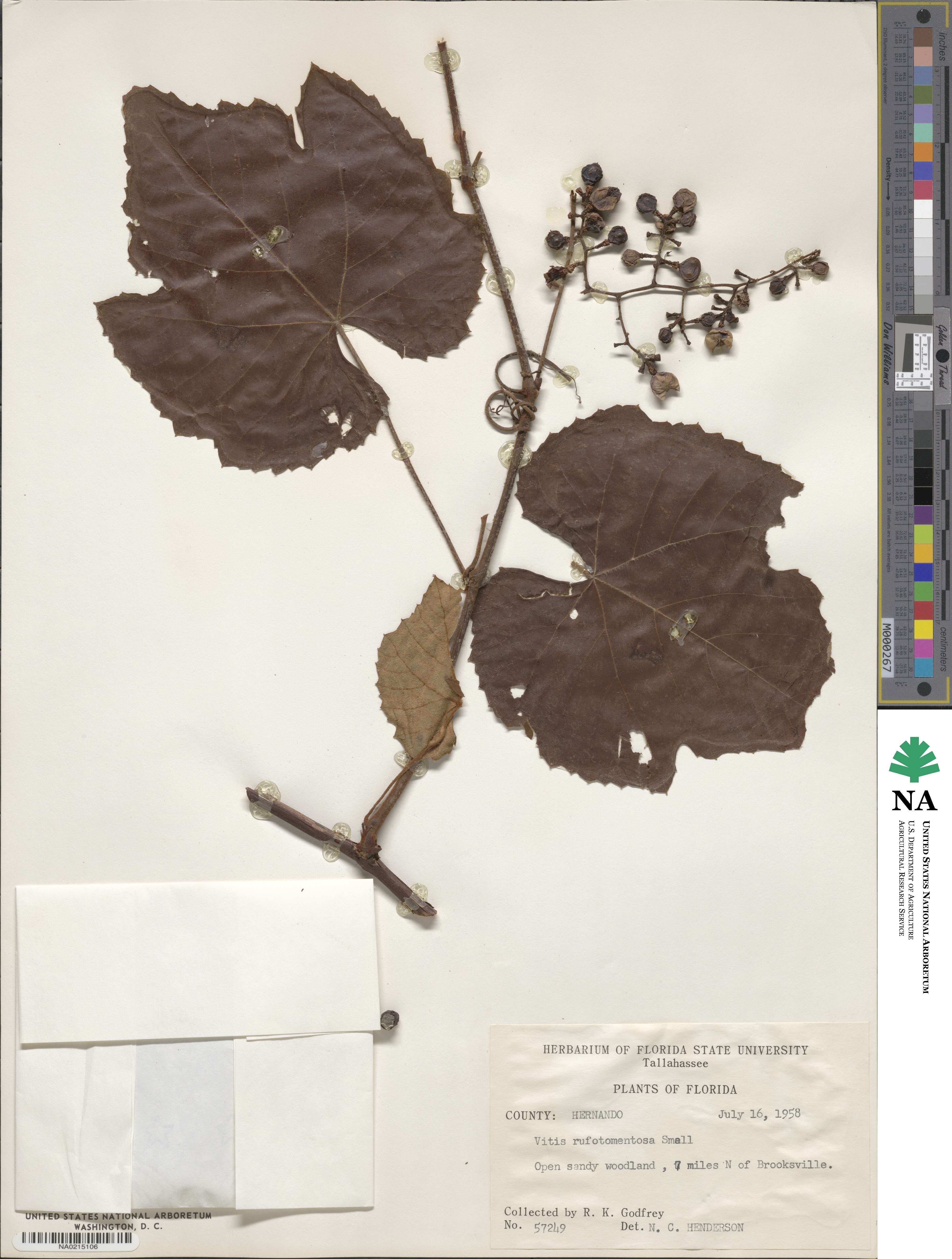 Vitis rufotomentosa image