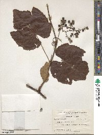 Vitis rufotomentosa image