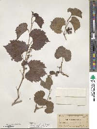 Vitis rupestris image