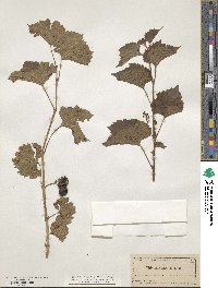 Vitis rupestris image