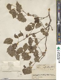 Vitis rupestris image