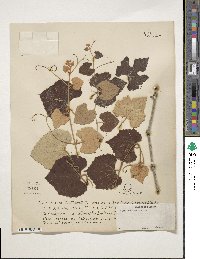 Vitis shuttleworthii image