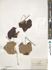 Vitis shuttleworthii image