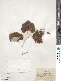 Vitis shuttleworthii image